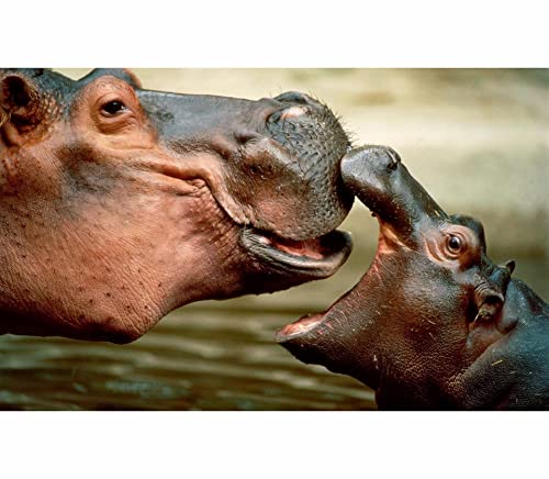 TWYYDP Puzzle 1500 Teile Erwachsene,Nilpferde und Jungtiere Holzpuzzle,Schöne Wanddekorationsgemälde von TWYYDP