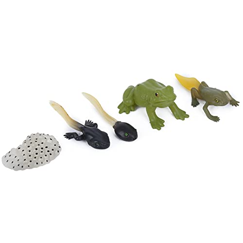 TYTOGE Ranidae Wachstumszyklus Modell Kinder Miniatur Simulation Tier Früherziehung Statue Spielzeug von TYTOGE