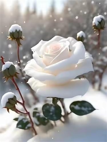 1500 Teile Puzzles für Erwachsene, Impossible Jigsaw Puzzles, Clevere Rätsel, Spaß Herausforderndes Puzzle mit Winter Schneerose-Motiv 1500 Teile Puzzles für Erwachsene, Impossible Jigsaw Puzzles, Clevere Rätsel, Spaß Herausforderndes Puzzle mit Winter Schneerose-Motiv von Tainrun