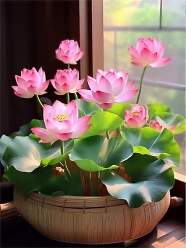 Puzzle 500 Teile Erwachsene,Puzzle für Erwachsene und Kinder 500 Teile,Gehirn-Herausforderung,Puzzles Pädagogisches Spiel,Puzzles mit Lotus Blumentopf-Motiv Puzzle 500 Teile Erwachsene,Puzzle für Erwachsene und Kinder 500 Teile,Gehirn-Herausforderung,Puzzles Pädagogisches Spiel,Puzzles mit Lotus Blumentopf-Motiv von Tainrun