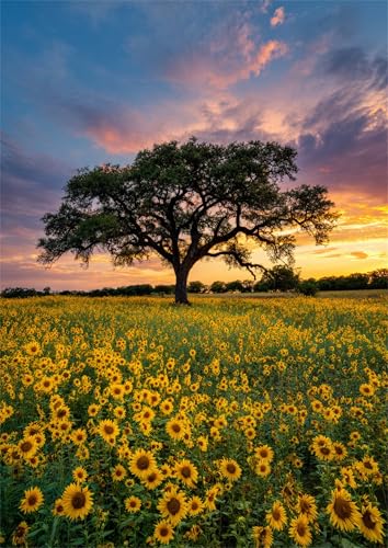 Puzzle 60 Teile für Erwachsene, Feld, Sonnenblumen, Sonnenuntergang 40x28cm Puzzle Erwachsene 60 Teile Lernspiel Herausforderung Spielzeug, Geschicklichkeitsspiel für die ganze Familie Puzzle 60 Teile für Erwachsene, Feld, Sonnenblumen, Sonnenuntergang 40x28cm Puzzle Erwachsene 60 Teile Lernspiel Herausforderung Spielzeug, Geschicklichkeitsspiel für die ganze Familie von Tainrun