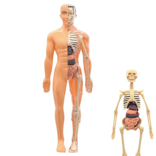Tanxier Anatomisches Skelettmodell 3D, Modell des Menschlichen Körpers, Lehrreiches Bauspielzeug für Kinder ab 6 Jahren, für Wissenschaftslehrer, Schule, Hochschule, Homeschooling und Zuhause von Tanxier