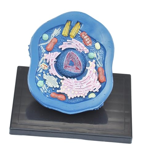 Tierzelluläres Anatomie-Modell mit detaillierten Organellen für Wissenschaftsunterricht und Klassenzimmer Tierzelluläres Anatomie-Modell mit detaillierten Organellen für Wissenschaftsunterricht und Klassenzimmer von Teesea