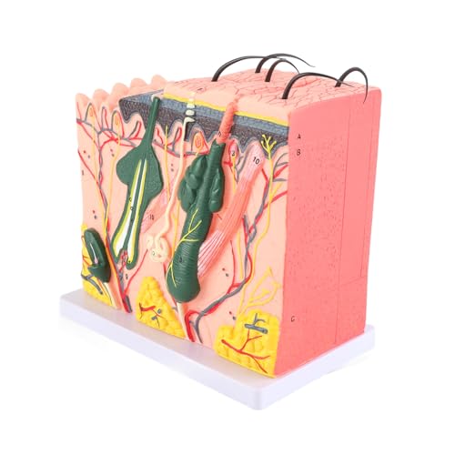 Anatomisches Hautmodell, 50X Vergrößertes PVC Hautmodell mit 25 Beschrifteten Diagrammen, 3D Biologie Lehrmittel für Klassenzimmer, Medizinstudium, Dermatologie Ausbildung Anatomisches Hautmodell, 50X Vergrößertes PVC Hautmodell mit 25 Beschrifteten Diagrammen, 3D Biologie Lehrmittel für Klassenzimmer, Medizinstudium, Dermatologie Ausbildung von Telituny