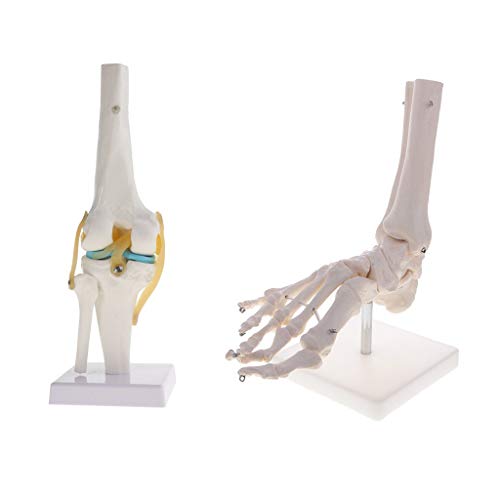 Tenlacum 1:1 menschliches Kniegelenk + menschliches Skelett-Fuß- und Sprunggelenk-Modell, Schulunterricht, Laborbedarf von Tenlacum