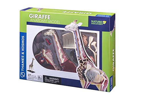 Thames and Kosmos 261060 Giraffen-Anatomie-Modell, Nature Discovery-Serie, 27 Teile mit Ständer und illustriertem Leitfaden, abnehmbare Teile, ab 8 Jahren von Thames & Kosmos