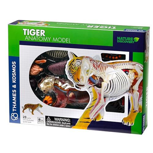 Thames & Kosmos , 261050 , Tiger Anatomy Model Toy , Fun 3D Model , Inspire Children to Learn About Our World and The Creatures That Live on it , Nature Discovery , Ages 8+ von Thames & Kosmos