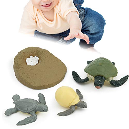 Thonlai Hochsimuliert Tier Lebenszyklusmodell Spielzeug, Kükenlebenszyklus, Lebenszyklus von Meeresschildkröten, Kinderkinder Lernen Modell Bildungspädagogik (Schildkrötenwachstumszyklus) von Thonlai