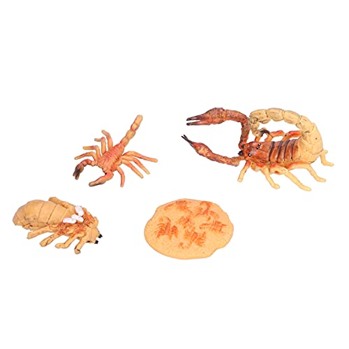 Tihebeyan Kunststoff -Skorpion -Lebenszyklus Figuren Set, Bildungsinsekten Lebensstil Stufen Spielzeug für 3+ Jahre Alt (Skorpion-Wachstumszyklus 2) von Tihebeyan