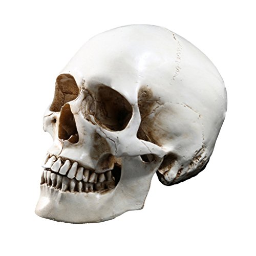 Tinksky Lifesize Human Skull Skeleton Model Replica Resin Medizinische Anatomische Tracing Medizinische Lehre Skelett Halloween Dekoration Statue von Tinksky