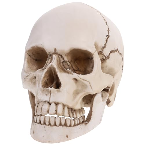 Tinksky Lifesize Human Skull Skeleton Model Replica Resin Medizinische Anatomische Tracing Medizinische Lehre Skelett Halloween Dekoration Statue von Tinksky