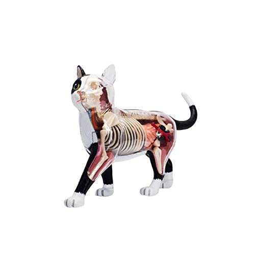 Tlily Anatomie-Modell für Tiere, 4D, Katze, Intelligenz, Spielzeug, Unterricht, Anatomie Modell, Basteln, beliebte wissenschaftliche Geräte von Tlily