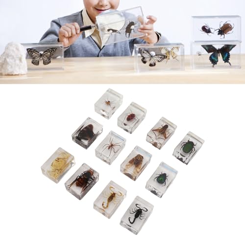 Tnfeeon 12 PCs Insekten in Harzproben Bugs Sammlung Arachnid Harzpapier Verschiedene Insektenproben -Fehler für Kinder Wissenschaftliches Bildungsspielzeug, 12 Stile Tnfeeon 12 PCs Insekten in Harzproben Bugs Sammlung Arachnid Harzpapier Verschiedene Insektenproben -Fehler für Kinder Wissenschaftliches Bildungsspielzeug, 12 Stile von Tnfeeon