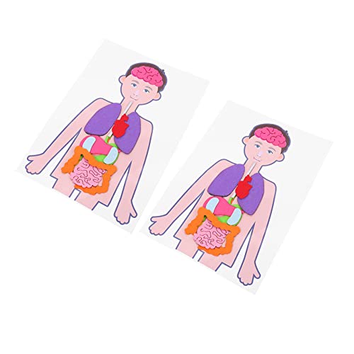 2Sätze Teiliges Menschliches Organ Modell für Lehren Kognitiven Fähigkeiten durch Interaktive Spiele und Handwerk von Toddmomy