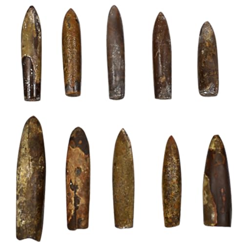 Toddmomy 10 Stücke Paläontologie Sammlung Wissenschaftliche Ornamente für Kinder Lehrmittel und Tischdeko Toddmomy 10 Stücke Paläontologie Sammlung Wissenschaftliche Ornamente für Kinder Lehrmittel und Tischdeko von Toddmomy