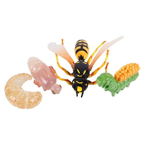 Toddmomy 1Satz Insektenwachstum Modellset Teiliges Lernspielzeug für Realistisches Wespen Entwicklungsmodell Vorstellungskraft und Naturverständnis von Toddmomy