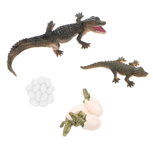 Toddmomy 1Satz Lebenszyklus Figur Realistisches Tiermodell für Frühe Bildung Anschauliche Darstellung des Krokodilwachstums für Detailreiche Ausführung und Lehrreiche von Toddmomy