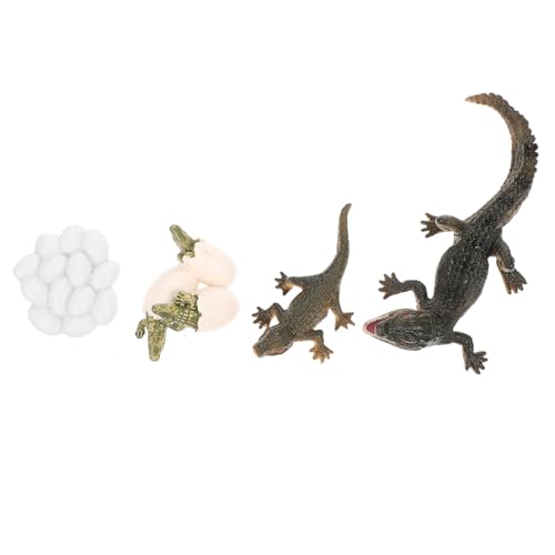 Toddmomy 1Satz Lebenszyklus Figur Realistisches Tierwachstumsmodell für Frühe Bildung Teiliges Kreativität und Verständnis für Krokodillebenszyklus von Toddmomy