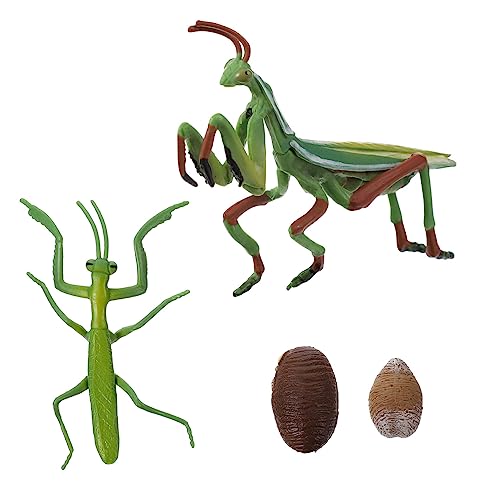 Toddmomy Mantis Wachstumszyklus Figur Realistisches Lebenszyklus Modell für Kinder Lernspielzeug für Naturunterricht Geschichten Erzählen und Interaktive Spiele von Toddmomy