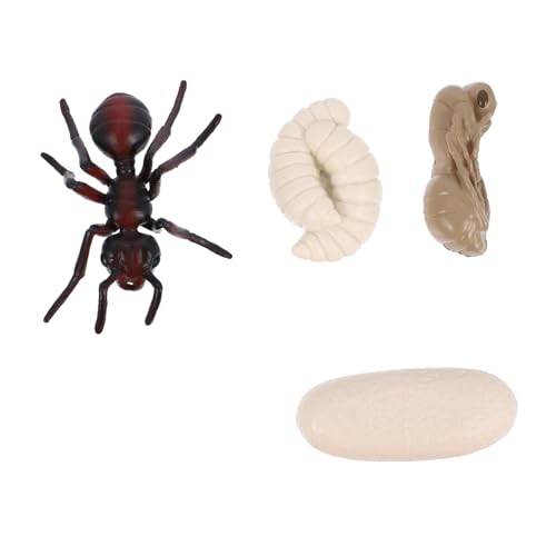 Toddmomy 1Satz Simulationsmodell Rotameise Teiliges Kognitives Lernspielzeug für Material Leicht und Tragbar Modell für Biologische Entwicklung und Lebenszyklusverständnis Toddmomy 1Satz Simulationsmodell Rotameise Teiliges Kognitives Lernspielzeug für Material Leicht und Tragbar Modell für Biologische Entwicklung und Lebenszyklusverständnis von Toddmomy