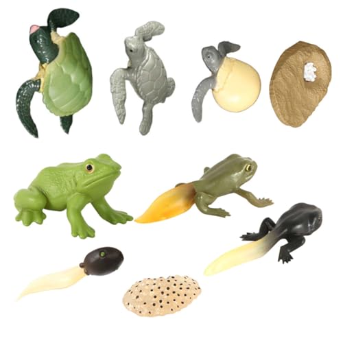 Toddmomy 2 Satz Frösche und Schildkröten Wachstumsmodell Spielzeug für Kinder Ebene Evolution Spielzeug für Lernzwecke Kindergarten und Wissenschaftsmuseen von Toddmomy