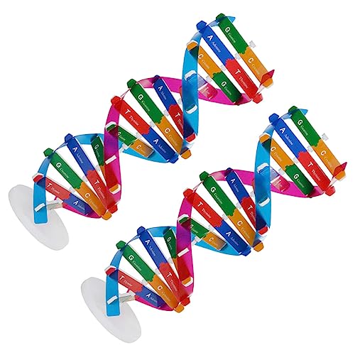 Toddmomy 2Stücke Teiliges DNA Doppelhelix Modell Lehrmittel Für Wissenschaftliches Zur des Biologiewissens Für Unterricht Und Lernspiele von Toddmomy