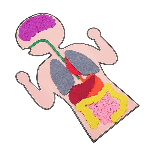 Toddmomy 3 Sätze Kreatives Organs DIY Lehrmittel für Menschliches Modell Pädagogisches Bastelset für Geburtstagsgeschenke und Kognitive Entwicklung von Toddmomy