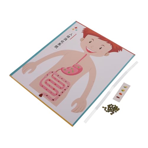 Toddmomy 4 Sätze DIY Modell für Interaktives Lernspielzeug mit Realistischem Simulationsmodell Pädagogisches Bastelset für Vorschule und Stem-unterricht von Toddmomy