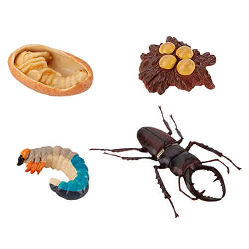 Toddmomy 4 Stück Pädagogisches Insektenmodell Teilig Realistische Lebenszyklus Figuren für Naturwissenschaftliches Lernspielzeug für Vorschulkinder und Junge Mädchen von Toddmomy