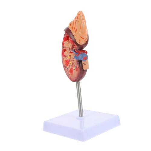 Toddmomy Abnehmbar mit Sockel für Anatomieunterricht und Medizinischen Einrichtungen zur Anschaulichen Demonstration der Menschlichen von Toddmomy