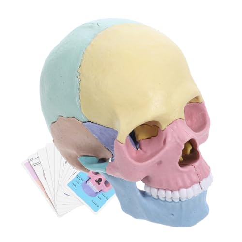 Toddmomy Abnehmbares Schädelmodell für Kunstunterricht Explodiertes Schädelmodell aus Langlebigem Lehrmittel für Künstler Anatomisches Toddmomy Abnehmbares Schädelmodell für Kunstunterricht Explodiertes Schädelmodell aus Langlebigem Lehrmittel für Künstler Anatomisches von Toddmomy