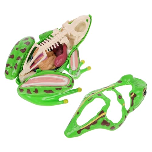 Toddmomy Frosch Modell zum Zusammenbauen Abnehmbare Organe Pädagogisches Tiermodell für Biologieunterricht Kindgerechtes Zerlegbares Sezierset für Schüler und Lehrer von Toddmomy