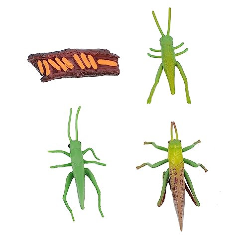 Toddmomy Lebenszyklus Set Handbemalte Insekten Figuren für Tischdekoration Realistische Modelle zur Simulation Natürlicher Entwicklungsphasen Pädagogisches Lernspielzeug für Kreative von Toddmomy