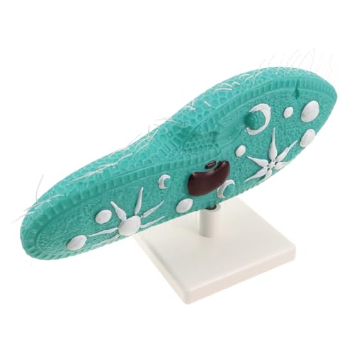 Toddmomy Paramecium Modell mit Stabilem Ständer Detailgetreue Cilien Naturgetreue Einzellerstruktur für Biologieunterricht Experimentierwerkzeug Geeignet für Sekundarschule und von Toddmomy