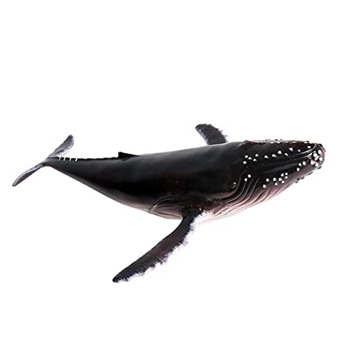 Toddmomy Realistisches Humpback Whale Modell aus Langlebigem Kunststoff Detailgetreue Meerestier Figur für Dekoration und Sammelobjekt Geeignet für Zuhause Büro Toddmomy Realistisches Humpback Whale Modell aus Langlebigem Kunststoff Detailgetreue Meerestier Figur für Dekoration und Sammelobjekt Geeignet für Zuhause Büro von Toddmomy