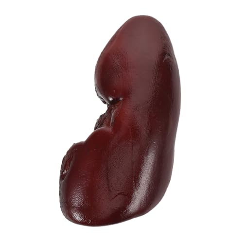 Toddmomy Realistisches Schweinenieren-Modell Prank Detailgetreuer Textur für Halloween Deko Cosplay Puppenhaus und Kreative Fotorequisiten Vielseitig Einsetzbar Langlebig Toddmomy Realistisches Schweinenieren-Modell Prank Detailgetreuer Textur für Halloween Deko Cosplay Puppenhaus und Kreative Fotorequisiten Vielseitig Einsetzbar Langlebig von Toddmomy