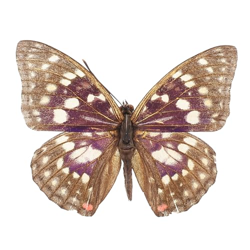 Toddmomy Schmetterlingsexemplar Schmetterlingsdekor Kleine Schmetterlinge Zum Basteln Echter Präparator Präparator Gerahmter Schmetterling Präparator Tiere Schmetterlingswandkunst von Toddmomy
