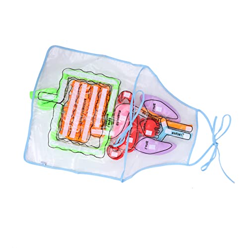 Toddmomy Stereoskopische Schürze für Menschliche Lehrmittel für Anatomiemodelle zur Frühen Bildung Geeignet für Schule und Gesundheitsunterricht Frosted von Toddmomy