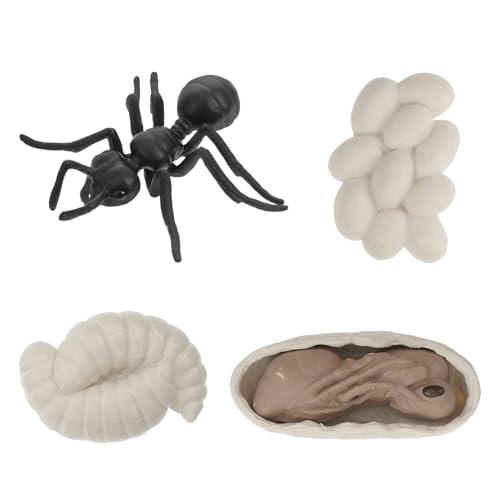 Toddmomy Vivid Simulation Ameisen Wachstumszyklus Modellspielzeug Teiliges Lebensnahes Lernspielzeug für Frühpädagogisches Tierzyklus Ornament von Toddmomy