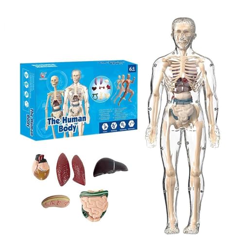 Clear Human Body Structure Model, 3D Anatomy Figure Kit, Anatomie Modell Körper Anatomy Model Skeleton, Human Body Torso Model Teaching Model (1 Pcs) von Toerjii