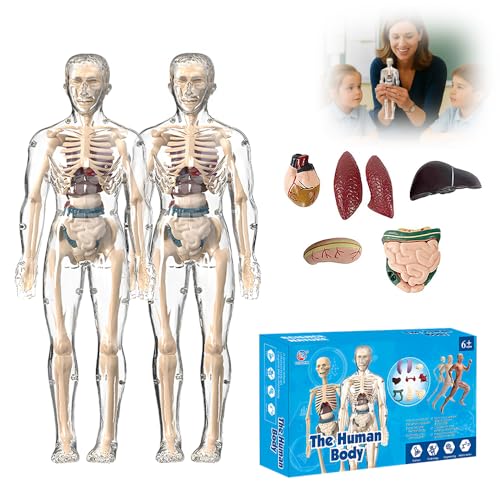 Clear Human Body Structure Model, 3D Anatomy Figure Kit, Anatomie Modell Körper Anatomy Model Skeleton, Human Body Torso Model Teaching Model (2 Pcs) von Toerjii