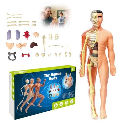 Clear Human Body Structure Model, 3D Anatomy Figure Kit, Anatomie Modell Körper Anatomy Model Skeleton, Human Body Torso Model Teaching Model Clear Human Body Structure Model, 3D Anatomy Figure Kit, Anatomie Modell Körper Anatomy Model Skeleton, Human Body Torso Model Teaching Model von Toerjii