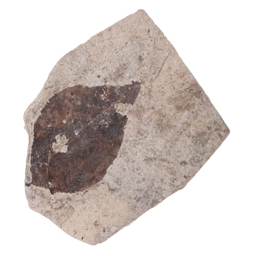 Totority Echte Pflanzenfossilien Sammlungsstück für Wissenschaftliche Lehre Einzigartige für Dekoration Materialsammlung für Botaniker und Pflanzenliebhaber Zufälliger Stil Totority Echte Pflanzenfossilien Sammlungsstück für Wissenschaftliche Lehre Einzigartige für Dekoration Materialsammlung für Botaniker und Pflanzenliebhaber Zufälliger Stil von Totority