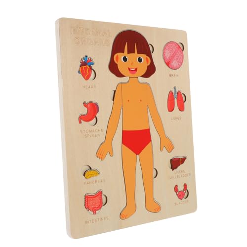 Toyvian Pädagogisches Kinder-lernspielzeug Puzzle-Set Für Den Menschlichen Körper Realistische Organe Für Kleinkinder von Toyvian