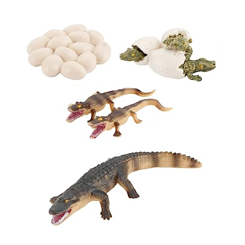 Toyvian 1Satz Ei Realistisches Krokodilmodell Für Lernspielzeug Kreativität Und des Wissens Für Bildung von Toyvian
