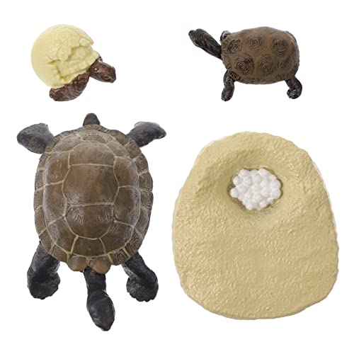 Toyvian 1Satz Einstellbares Schildkröten Wachstumszyklus Modell Lebensechtes Tiermodell für Kognitive Spielzeuge Fantasie Lernspielzeug für Naturwissenschaften von Toyvian