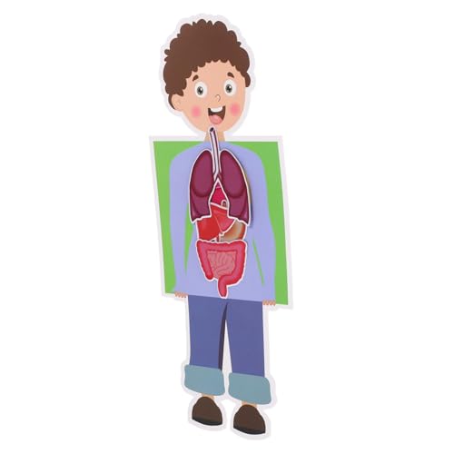 Toyvian 2 Sätze Teiliges DIY Modell des Menschlichen Körpers Pädagogisches für Wissenschaftliches Experimentierkit für Junge Interaktives Lernspielzeug Toyvian 2 Sätze Teiliges DIY Modell des Menschlichen Körpers Pädagogisches für Wissenschaftliches Experimentierkit für Junge Interaktives Lernspielzeug von Toyvian