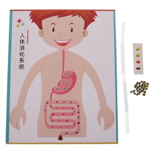 Toyvian 4 Sets -Spielzeug: DIY-Modell des menschlichen Verdauungssystems, Lernrequisite – interaktives wissenschaftliches Experiment, pädagogisches Spielzeug für die Vorschule und Mittelschule von Toyvian