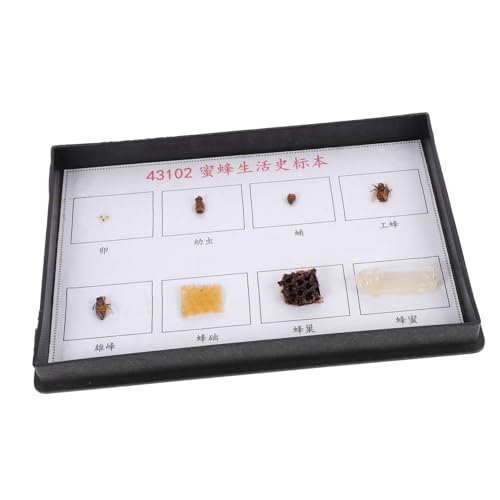 Toyvian Bee Specimen für Klassenzimmer Realistisches Wissenschaftliches Lehrmodell Langlebiges und Sicheres Material Pädagogisches Insektenschaustück zur Anschaulichen Darstellung der Toyvian Bee Specimen für Klassenzimmer Realistisches Wissenschaftliches Lehrmodell Langlebiges und Sicheres Material Pädagogisches Insektenschaustück zur Anschaulichen Darstellung der von Toyvian