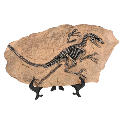 Toyvian Dinosaurier Fossil Modell Langlebigem Resin Realistische Deko für Sammler für Paläontologie Lernen und Naturwissenschaftliche Bildung Detailgetreue Fossilien Nachbildung Toyvian Dinosaurier Fossil Modell Langlebigem Resin Realistische Deko für Sammler für Paläontologie Lernen und Naturwissenschaftliche Bildung Detailgetreue Fossilien Nachbildung von Toyvian